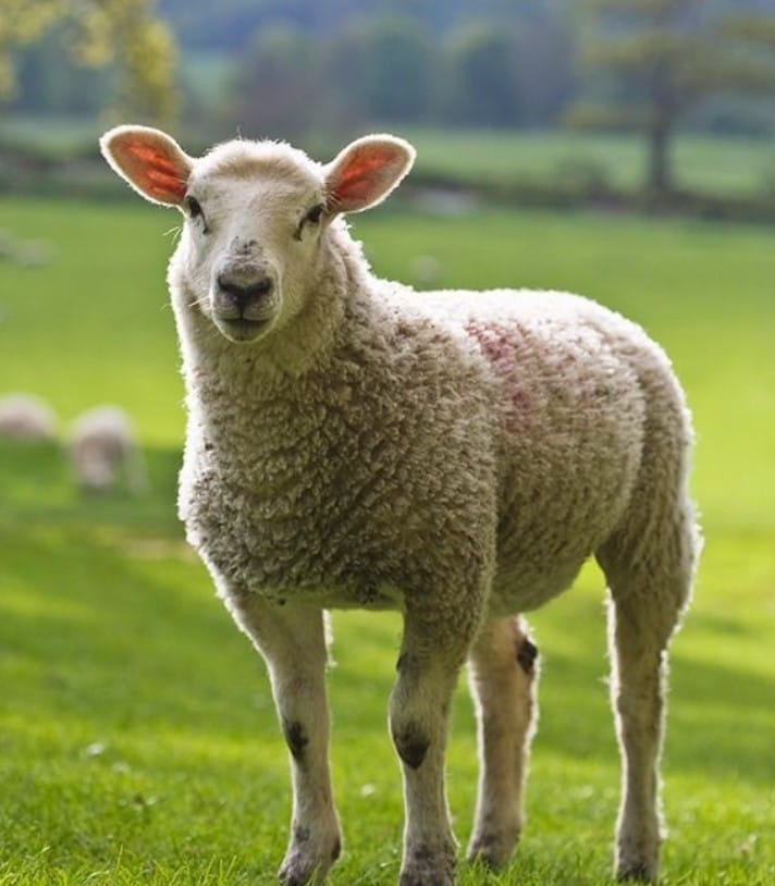 kambing dugul