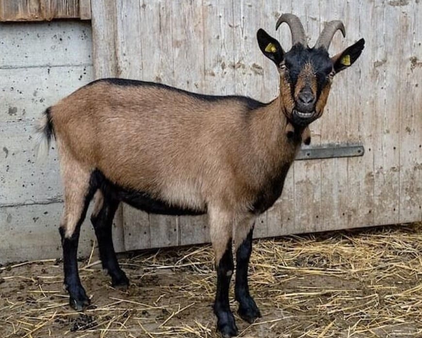 7 Keunggulan Kambing Jantan Jawa Dibandingkan Kambing Lainnya