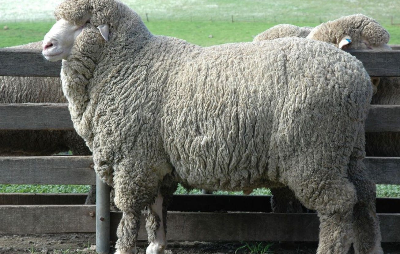 Kambing Merino, Apakah Cocok untuk Qurban? Ini 9 Penjelasannya!