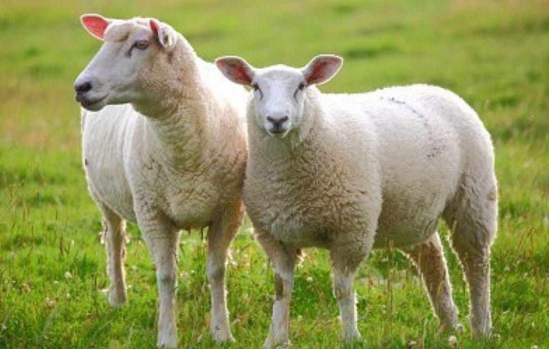 9 Cara Memilih Domba Qurban Istimewa dan Berkualitas