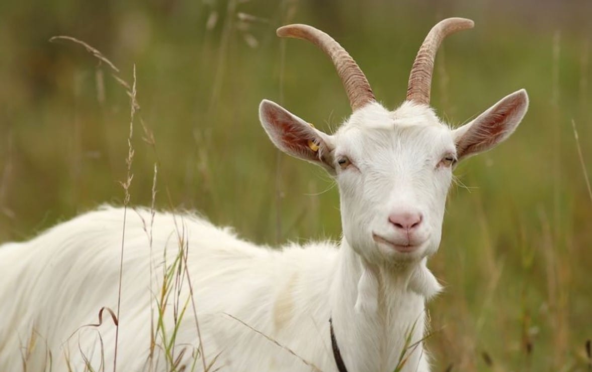 7 Kelebihan Kambing Saanen untuk Ibadah Qurban yang Wajib Kamu Tahu