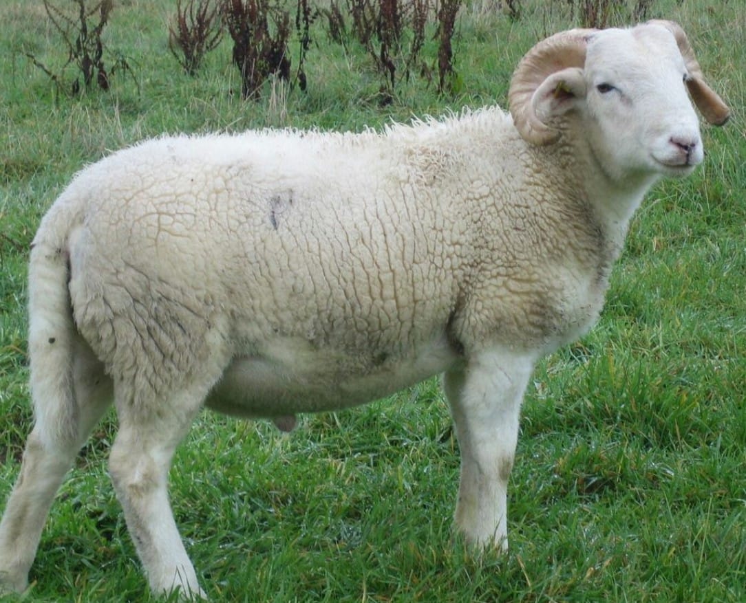 Kambing Teksel, Udah Tau Kelebihannya Untuk Qurban?