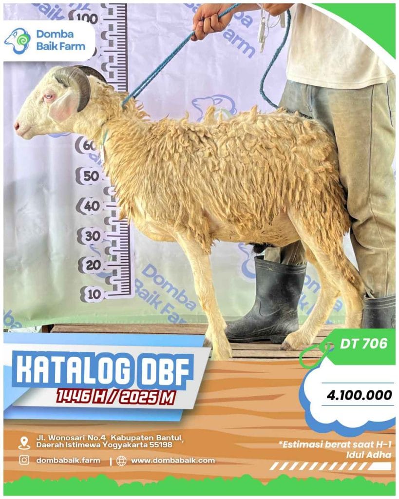 domba tanduk istimewa