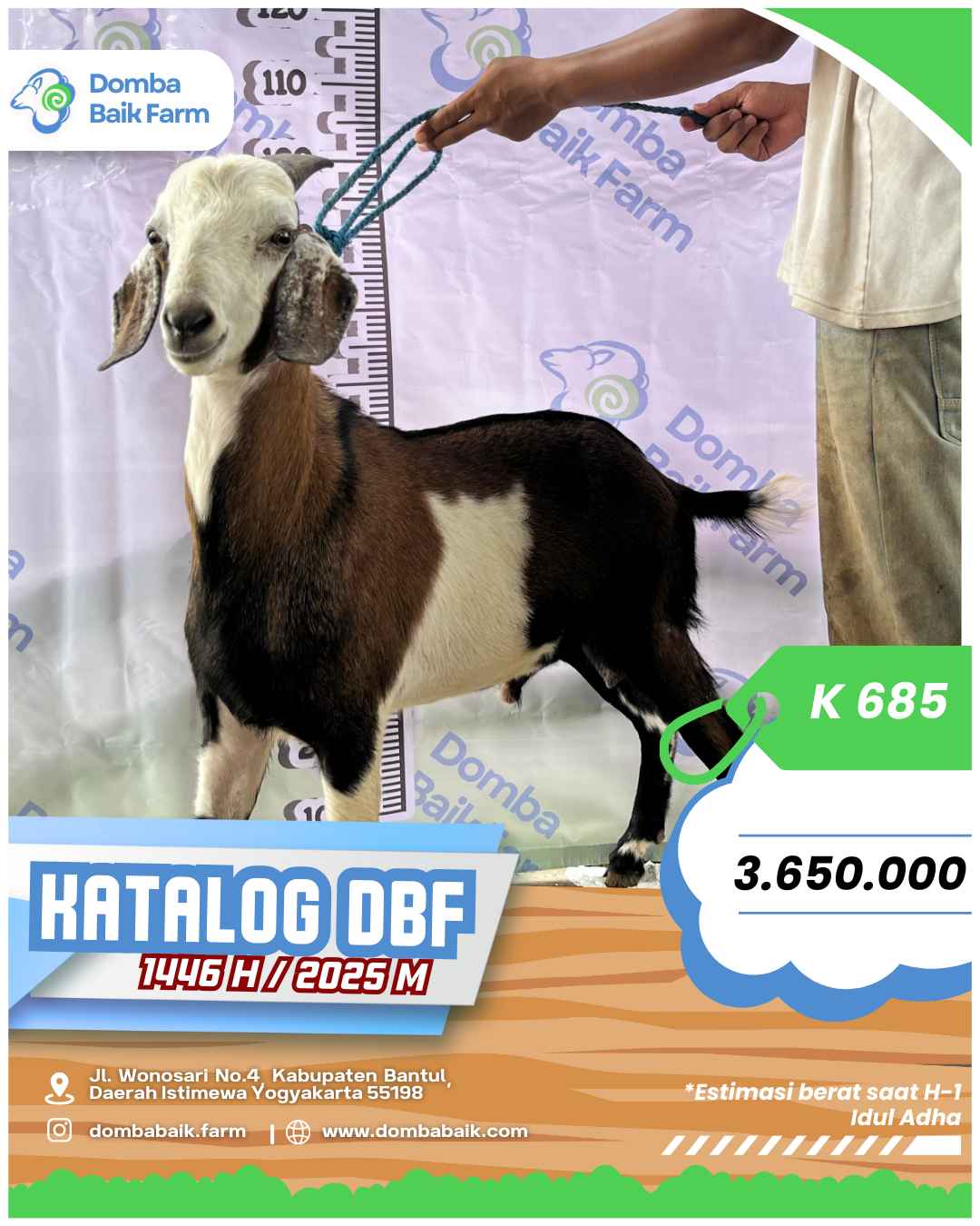 3 Tips Beli Kambing Qurban Murah di Jogja